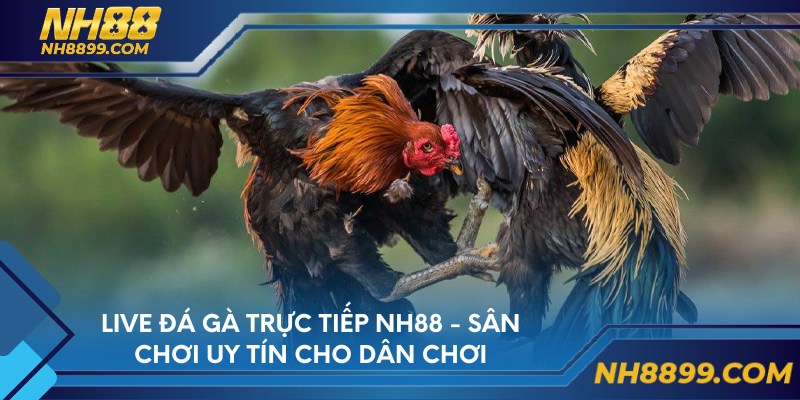 Live đá gà trực tiếp NH88 - sân chơi uy tín cho dân chơi
